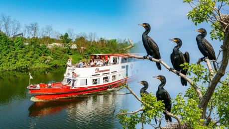 Rejs do Kolonii Kormoranów - atrakcja